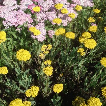 Achillea filipendulina Parker's Variety