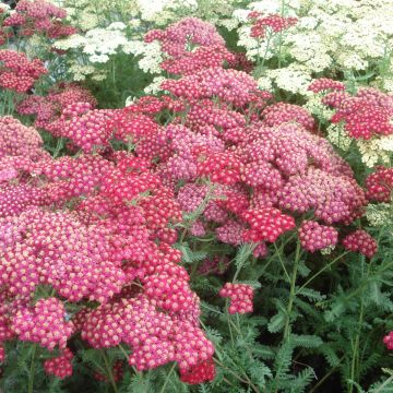 Achillea millefolium Red Velvet