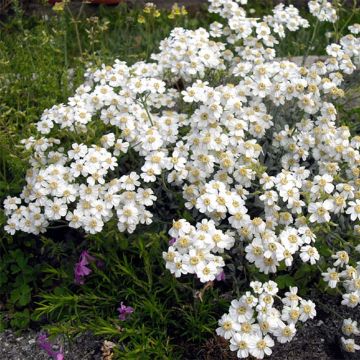 Achillea ageratifolia