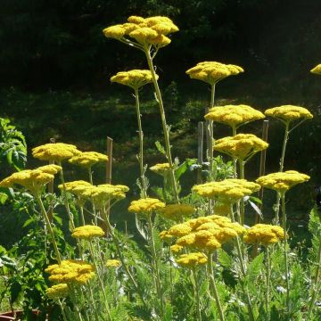 Achillea filipendulina Cloth of Gold