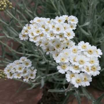 Achillea × kellereri