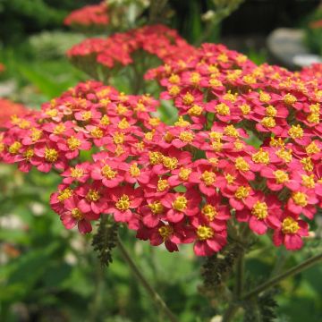 Achillea millefolium Paprika