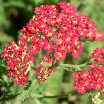 Achillea millefolium The Beacon