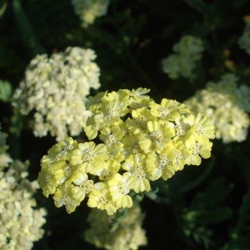 Achillea taygetea