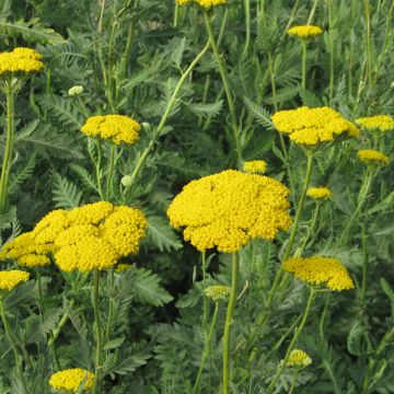 Achillea filipendulina Cloth of Gold em sementes