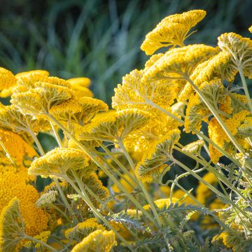 Achillea filipendulina Golden Plate Achillea filipendulina Golden Plate