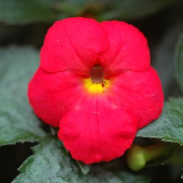 Achimenes Vermelho