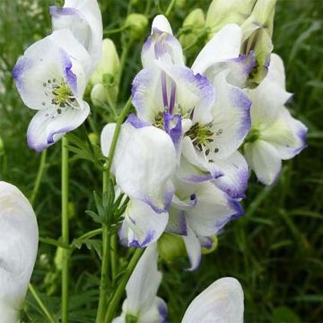 Aconitum × cammarum Eleonora