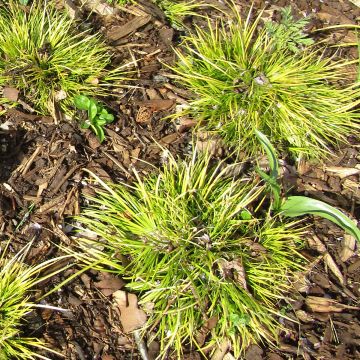 Acorus gramineus Hakuro Nishiki