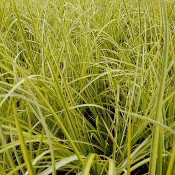 Acorus gramineus Ogon