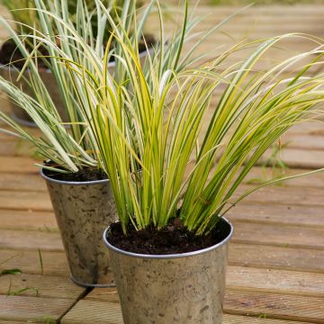 Acorus gramineus Ogon