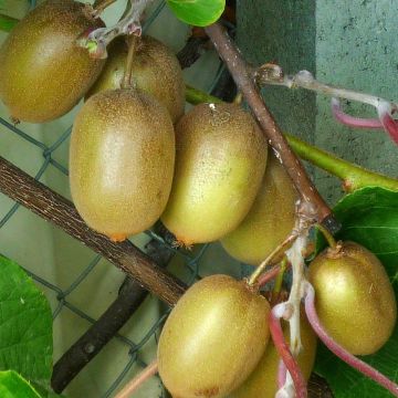 Kiwi Hayward fêmea - Actinidia deliciosa