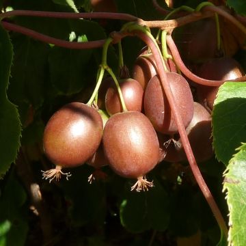 Kiwi Purpurea fêmea - Actinidia arguta