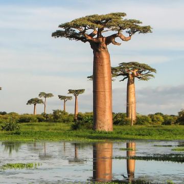Adansonia grandidieri