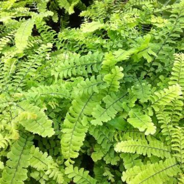 Adiantum pedatum Imbricatum