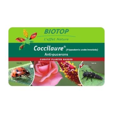 Joaninhas adultas Coccifly Biotop
