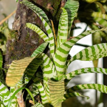 Aechmea chantinii Rebecca Aechmea chantinii Rebecca