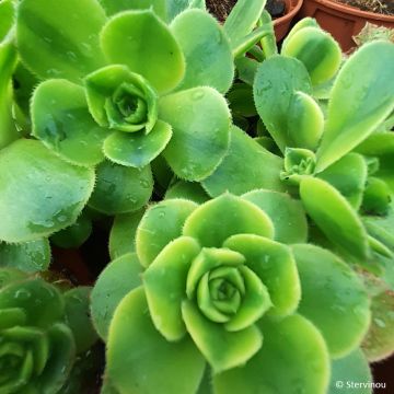 Aeonium haworthii Floresens
