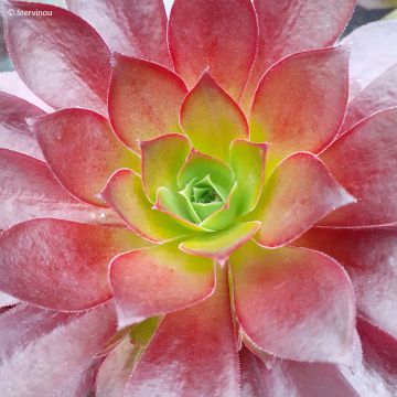 Aeonium arboreum Phoenix Flame Aeonium arboreum Phoenix Flame