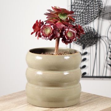 Aeonium arboreum Garnet