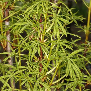 Aesculus hippocastanum Digitata