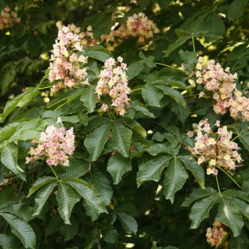 Aesculus carnea Plantierensis