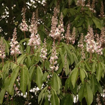 Aesculus indica Sydney Pearce