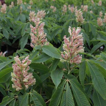 Aesculus neglecta Autumn Fire