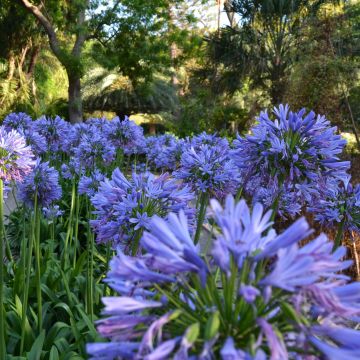 Agapanthus umbellatus