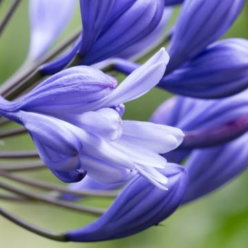 Agapanthus praecox Flore Pleno Agapanthus praecox Flore Pleno