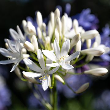 Agapanthe Arctic Star