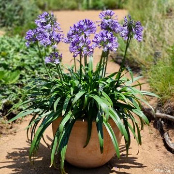 Agapanto Everpanthus Midnight Moon