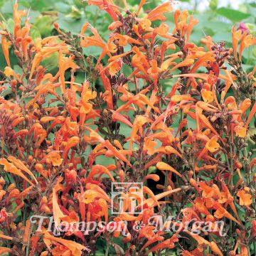 Agastache aurantiaca Apricot Sprite em sementes
