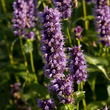 Agastache foeniculum Black Adder