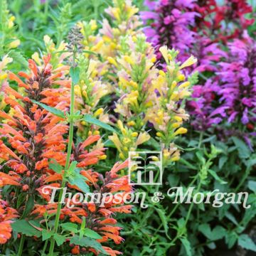 Agastache aurantiaca Fragrant Mixed em sementes