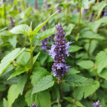Agastache rugosa Little Adder - Hortelã coreana