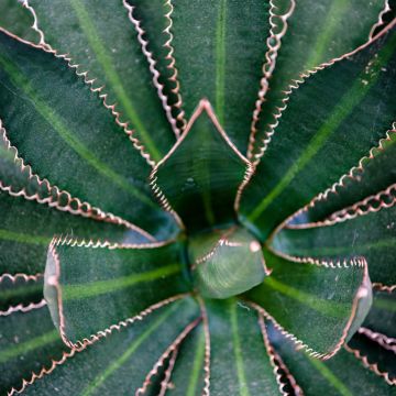 Agave lophantha Splendida