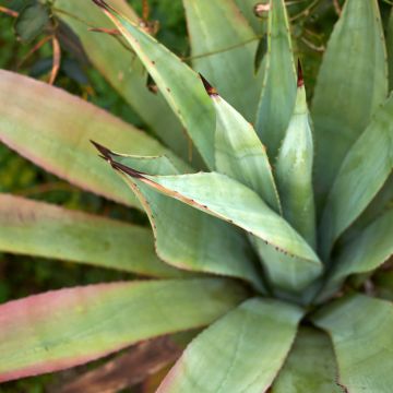 Agave × winteriana