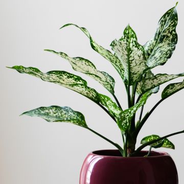 Aglaonema commutatum Snowflake