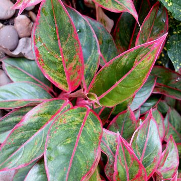 Aglaonema Siam Aurora