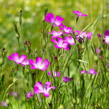 Agrostemma githago biológico em sementes - Niela-dos-trigos