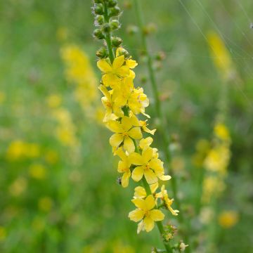 Agrimonia eupatoria Agrimonia eupatoria