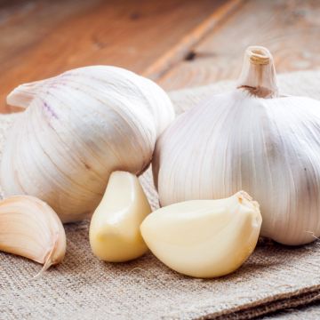 Alho branco Therador