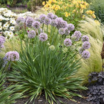 Allium Bubble Bath