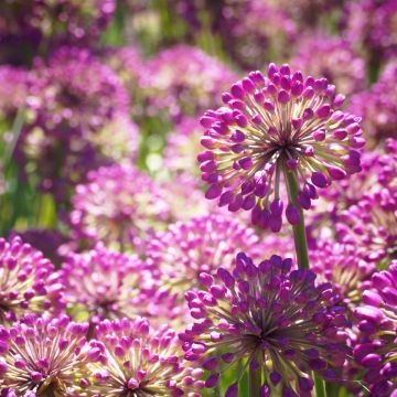 Allium Lavender Bubbles em sementes