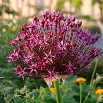 Allium Magic