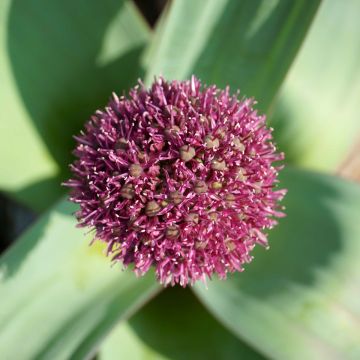 Allium Ostara em sementes