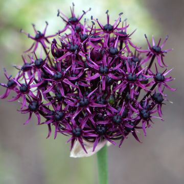 Allium atropurpureum Allium atropurpureum