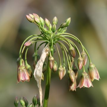 Allium siculum subsp. dioscoridis