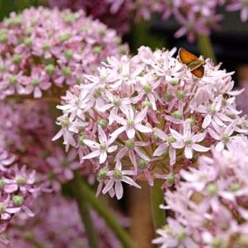 Allium nigrum Pink Jewel